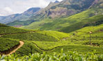 Kolukkumalai Tea Estate