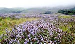 Neelakurinji