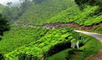 Plantations