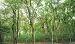 Marayoor Sandalwood Forest